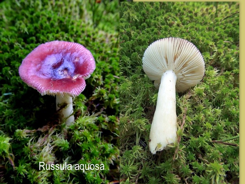 Russula aquosa-amf1641.jpg - Russula aquosa ; Syn: Russula fragilis var. carminea ; Nom français: Russule aqueuse